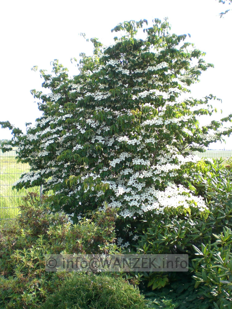 Cornus kousa chinensis - Sol 01.JPG